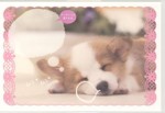 [PN-327]犬・ポストカード「ムニャ　ムニャ」（メッセージ欄付）本体価格150円